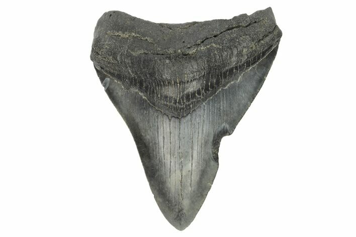 Fossil Megalodon Tooth - South Carolina #186776